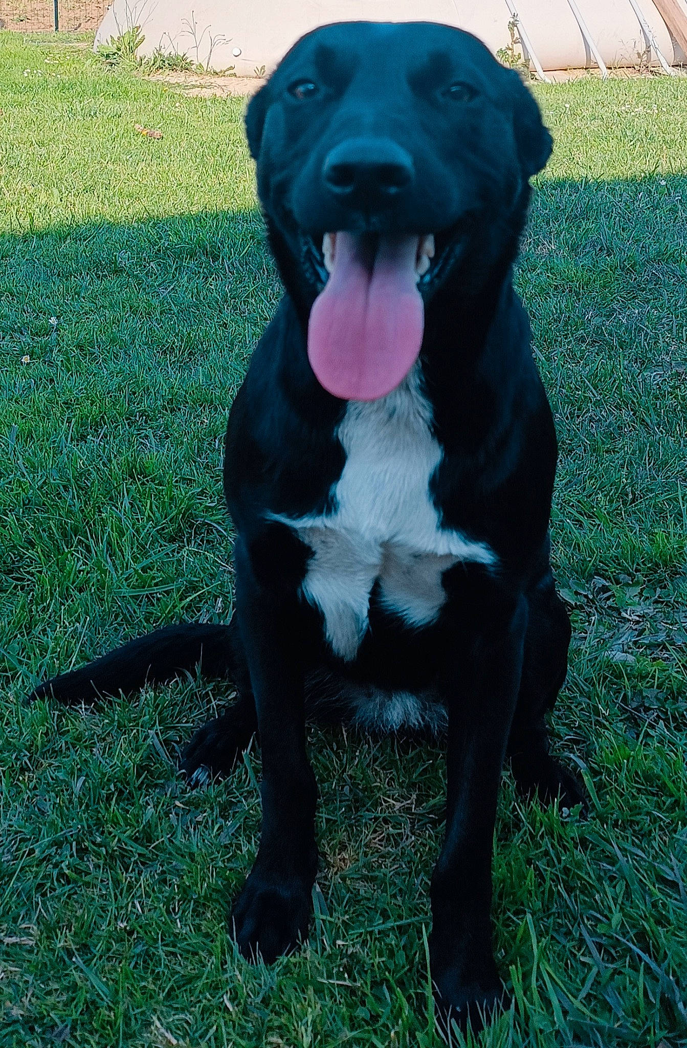 Naya a rejoint le concours — aidez-le/la à gagner de superbes lots ! borador, canidae, carnivore, collar, companion_dog, dog, dog_breed, dog_collar, fur, grass, gun_dog, hunting_dog, liver, non_sporting_group, plant, snout, sporting_group, whiskers, working_animal, working_dog