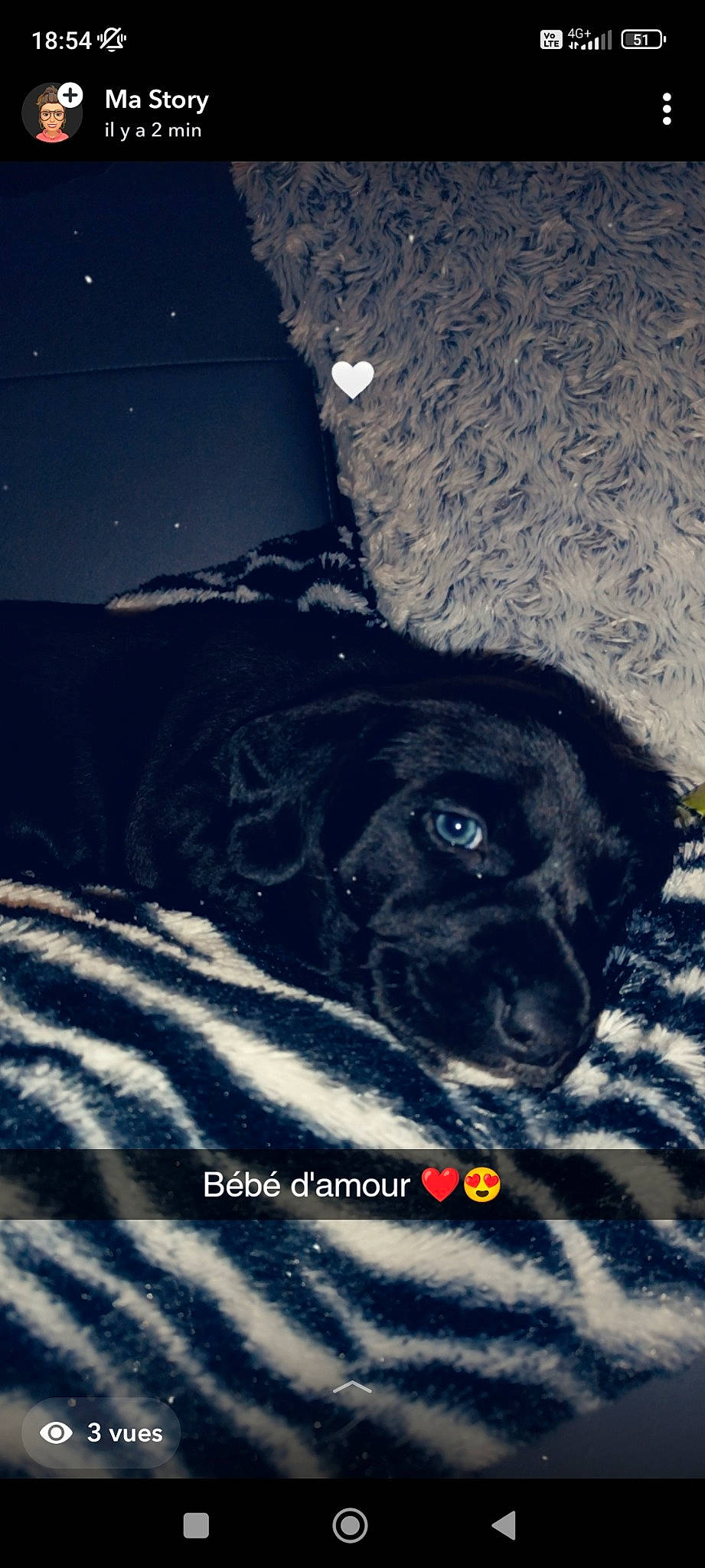 Neïko a rejoint le concours — aidez-le/la à gagner de superbes lots ! canidae, carnivore, companion_dog, darkness, dog, dog_breed, electric_blue, flash_photography, font, fur, non_sporting_group, photo_caption, snout, sporting_group, terrestrial_animal, tints_and_shades, whiskers, working_animal