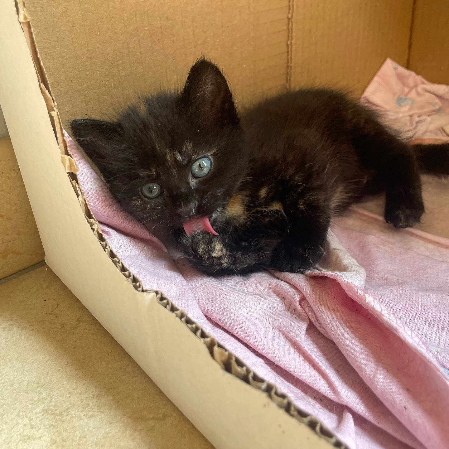 Lorena Begou a rejoint le concours — aidez-le/la à gagner de superbes lots ! adorable, animal, black_cat, blue_eyes, cardboard_box, cat, cozy, cute, feline, fur, grooming, indoor, kitten, paw, pet, pink_cloth, resting, small, tongue, young