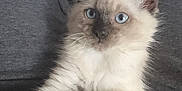 Theodore is registered to the contest to win money with this photo: kitten, cat, blue_eyes, fluffy, fur, paws, pet, animal, cute, young, whiskers, close_up, indoor, gray_background, soft, curious, mammal, domestic, feline, resting
