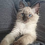 kitten, cat, blue_eyes, fluffy, fur, paws, pet, animal, cute, young, whiskers, close_up, indoor, gray_background, soft, curious, mammal, domestic, feline, resting