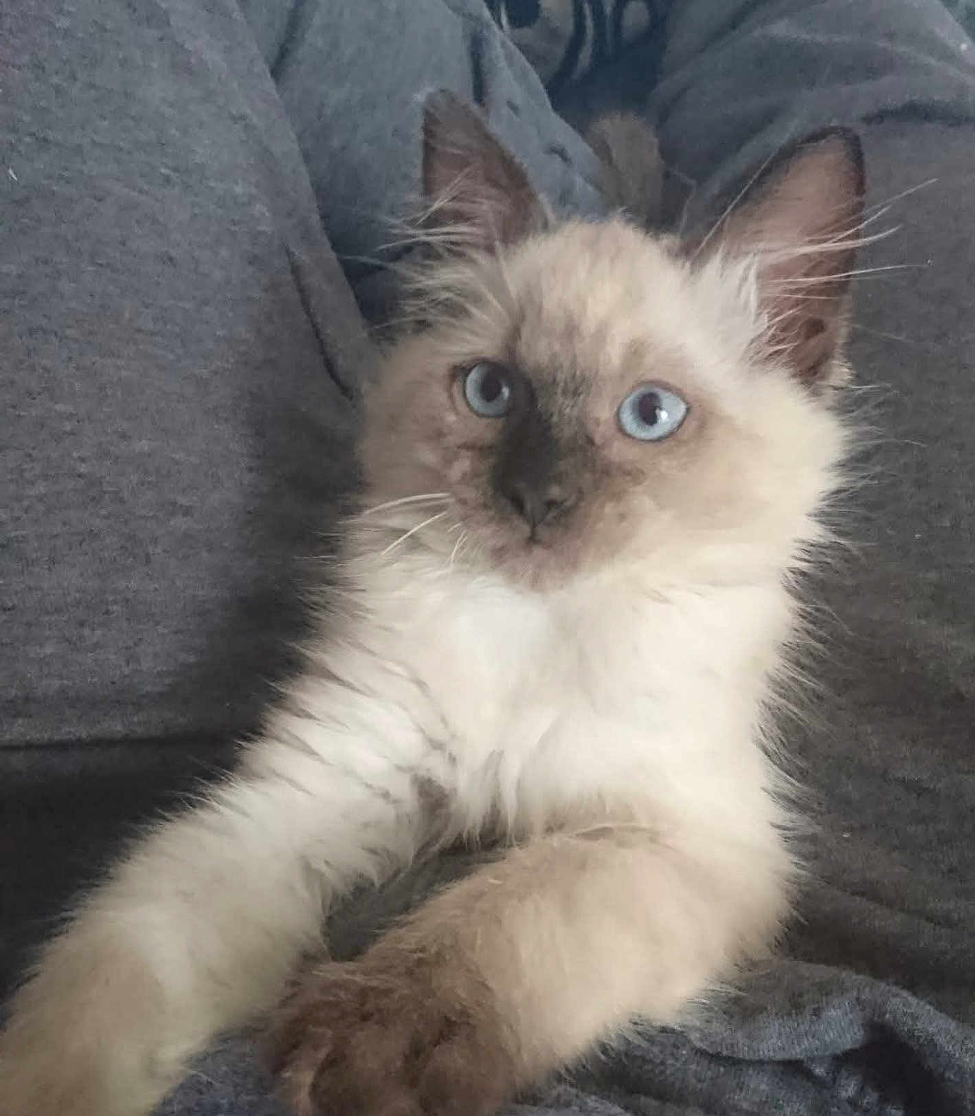 Theodore is registered to the contest to win money with this photo: kitten, cat, blue_eyes, fluffy, fur, paws, pet, animal, cute, young, whiskers, close_up, indoor, gray_background, soft, curious, mammal, domestic, feline, resting