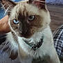 Theodore joined the competition — help win amazing prizes! cat, siamese_cat, blue_eyes, collar, indoor, pet, animal, feline, close_up, whiskers, fur, face, ears, paws, domestic_cat, blurred_background, human_hand, floor, blanket, cozy