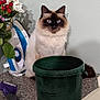 Theodore joined the competition — help win amazing prizes! cat, siamese_cat, blue_eyes, bucket, iron, flower_pot, red_berries, green_bucket, countertop, household_items, pet, indoor, fur, whiskers, grooming_brush, plant, domestic_animal, curious, sitting, still_life