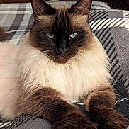 Theodore joined the competition — help win amazing prizes! cat, blue_eyes, fluffy, long_fur, brown_paws, plaid_blanket, resting, indoor, close_up, pet, animal, feline, cute, mammal, whiskers, portrait, cozy, soft_texture, relaxed, domestic