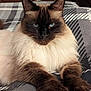 cat, blue_eyes, fluffy, long_fur, brown_paws, plaid_blanket, resting, indoor, close_up, pet, animal, feline, cute, mammal, whiskers, portrait, cozy, soft_texture, relaxed, domestic