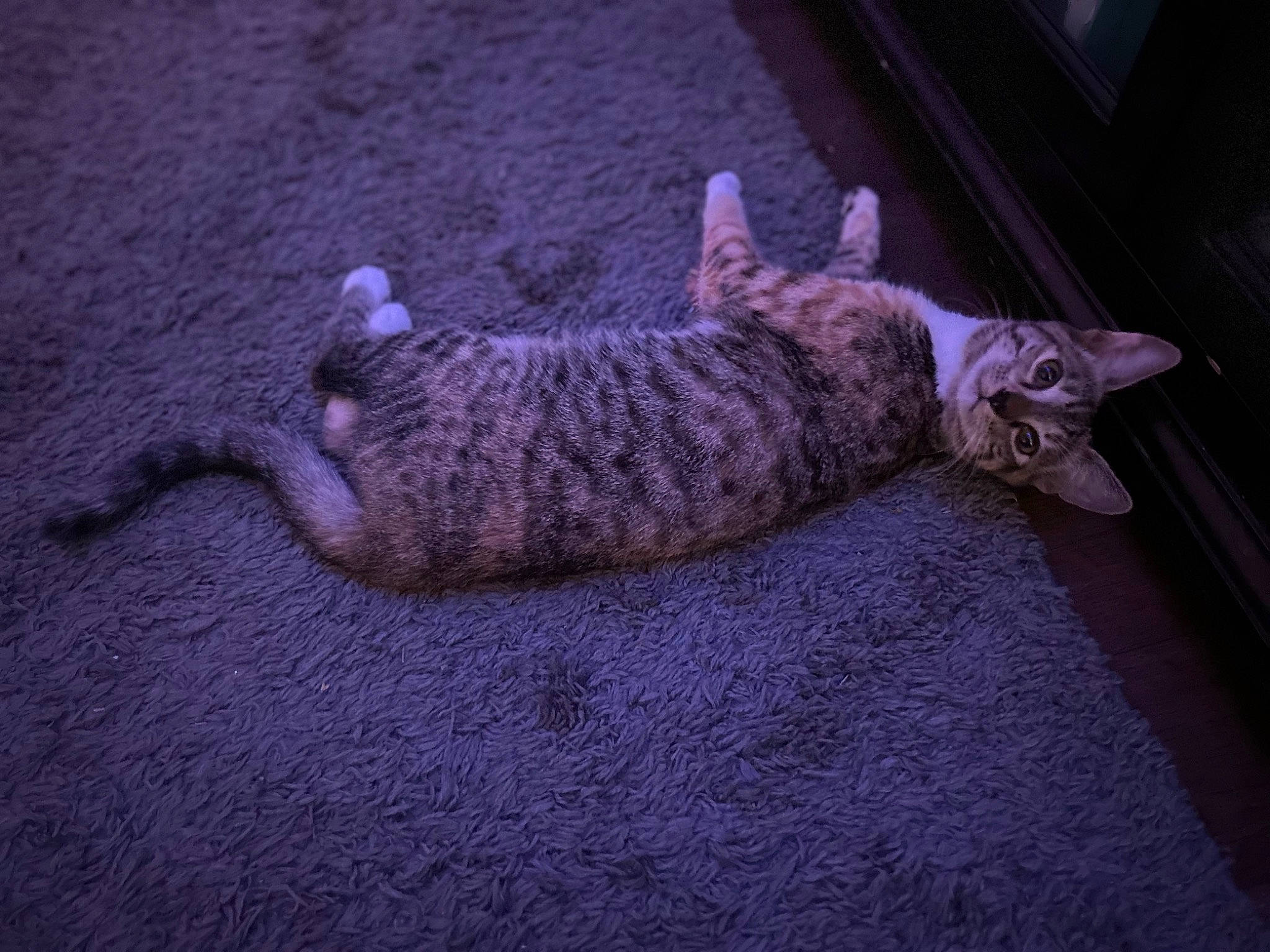 Doja is registered to the contest to win money with this photo: carnivore, cat, claw, comfort, crochet, darkness, domestic_short_haired_cat, felidae, fur, grey, nap, paw, purple, sleep, small_to_medium_sized_cats, snout, tail, thread, whiskers, woolen