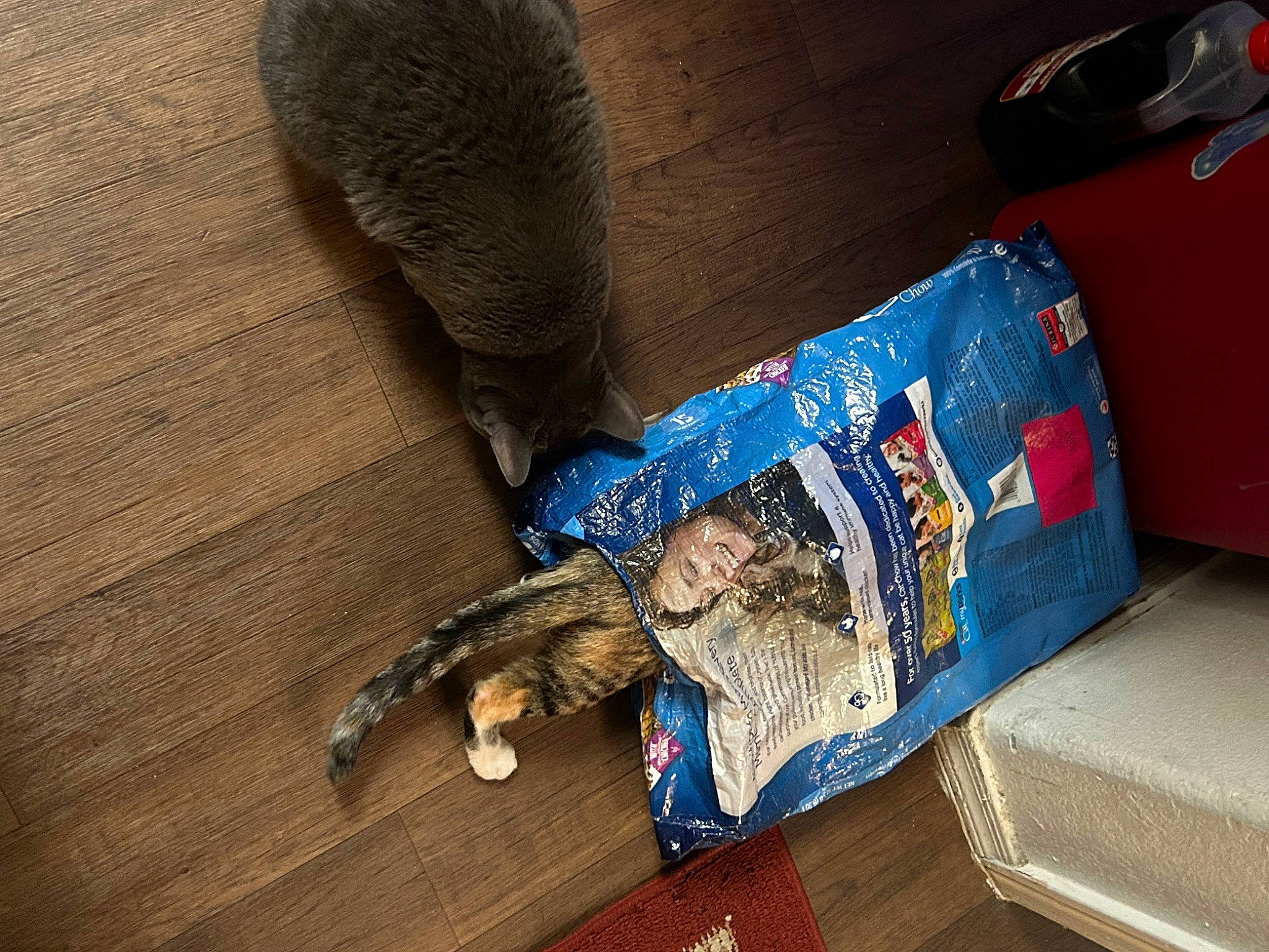 Doja is registered to the contest to win money with this photo: bag, bumper, comfort, denim, electric_blue, fashion_accessory, felidae, floor, flooring, fur, hardwood, laminate_flooring, room, textile, trunk, varnish, vehicle_door, wood, wood_flooring, wood_stain