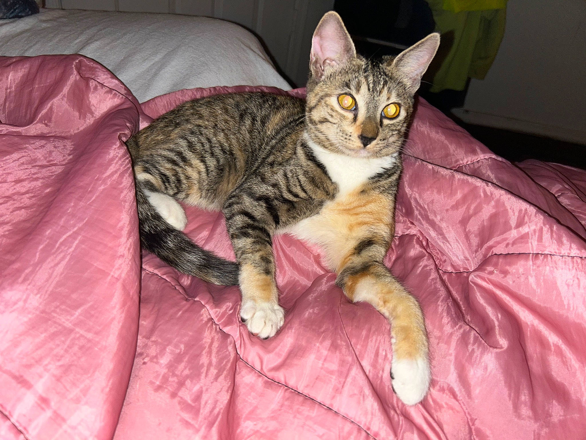 Doja is registered to the contest to win money with this photo: bed, carnivore, cat, claw, comfort, domestic_short_haired_cat, felidae, fur, linens, magenta, paw, small_to_medium_sized_cats, snout, whiskers