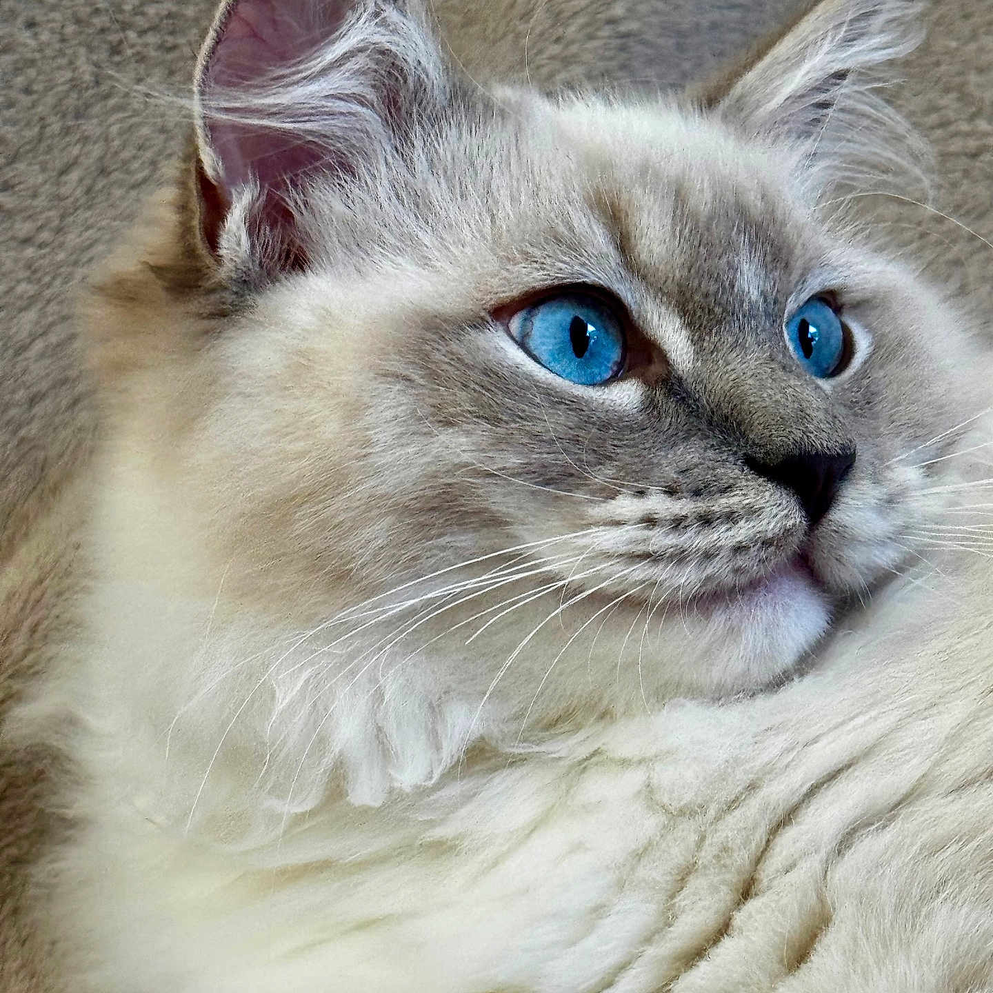 Blue a rejoint le concours — aidez-le/la à gagner de superbes lots ! cat, fluffy, blue_eyes, close_up, portrait, animal, pet, fur, whiskers, ears, face, eyes, cream_colored, gray, white, cozy, blanket, indoor, sleeping_area, cute