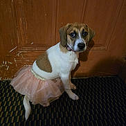 Sherry is registered to the contest to win money with this photo: dog, puppy, tutu, pink, costume, pet, indoor, carpet, wooden_door, brown, white, cute, animal, sitting, looking, young, small_dog, collar, fur, adorable