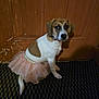 dog, puppy, tutu, pink, costume, pet, indoor, carpet, wooden_door, brown, white, cute, animal, sitting, looking, young, small_dog, collar, fur, adorable