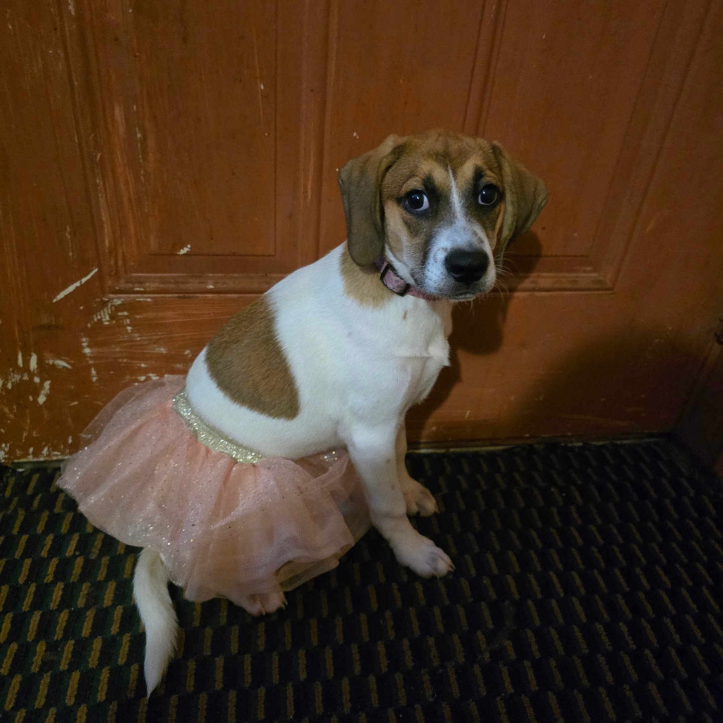Sherry is registered to the contest to win money with this photo: adorable, animal, brown, carpet, collar, costume, cute, dog, fur, indoor, looking, pet, pink, puppy, sitting, small_dog, tutu, white, wooden_door, young