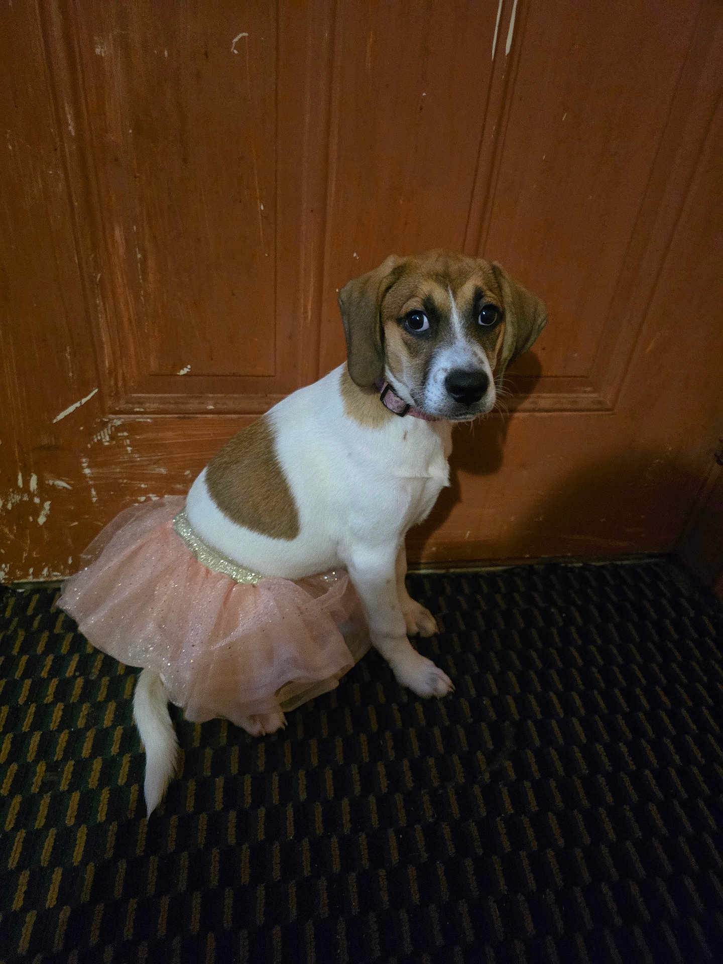 Sherry is registered to the contest to win money with this photo: dog, puppy, tutu, pink, costume, pet, indoor, carpet, wooden_door, brown, white, cute, animal, sitting, looking, young, small_dog, collar, fur, adorable