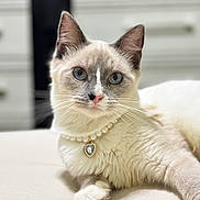 Chai is registered to the contest to win money with this photo: cat, blue_eyes, necklace, jewelry, pearl_necklace, heart_pendant, white_fur, gray_fur, pet, animal, cute, portrait, indoor, feline, closeup, paw, resting, looking_at_camera, soft_background, domestic_cat