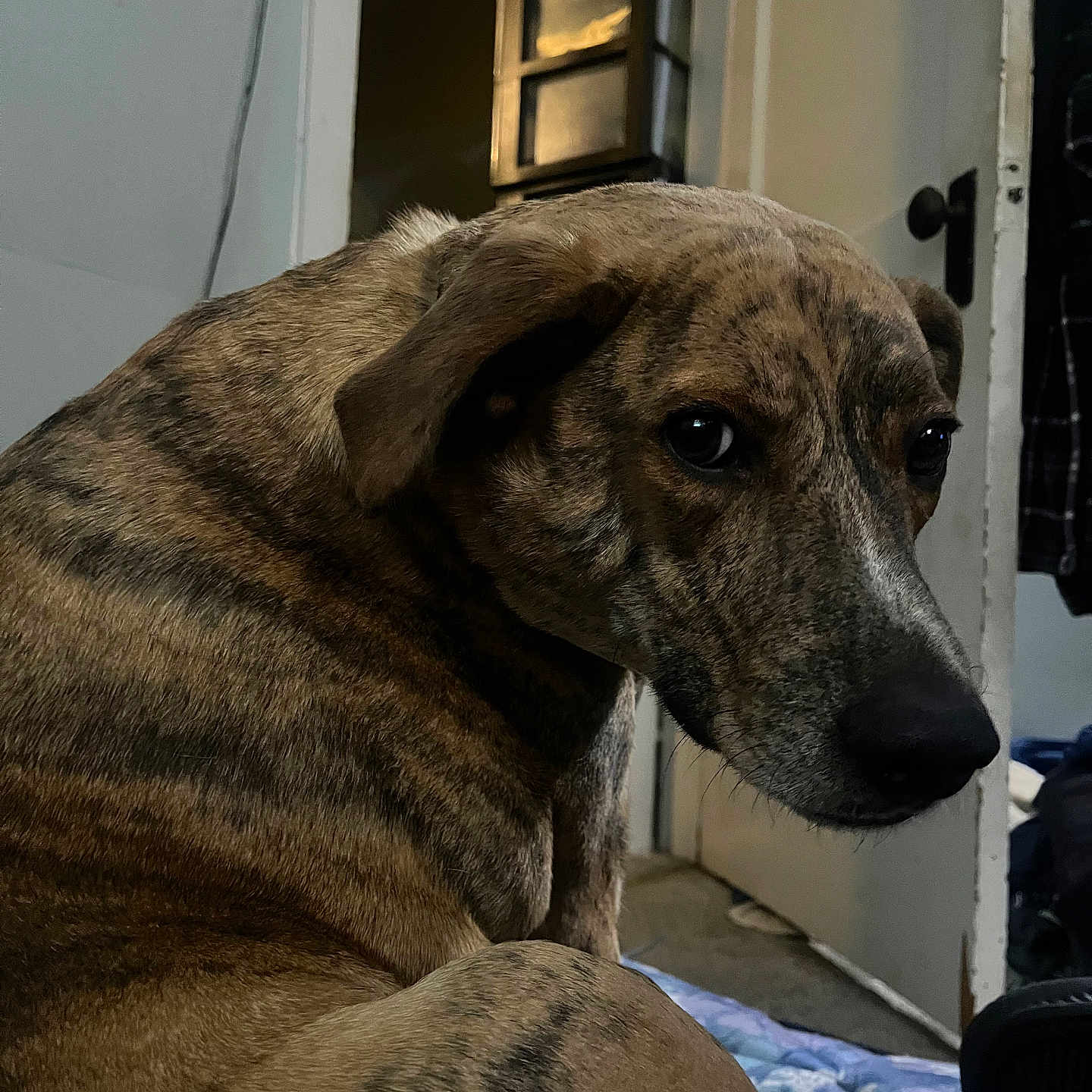 Kuzma is registered to the contest to win money with this photo: dog, brindle, pet, indoor, animal, canine, fur, looking_back, bed, blanket, door, floor, room, household, curled_up, close_up, companion, resting, domestic, portrait