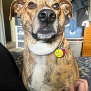 Kuzma is registered to the contest to win money with this photo: dog, brindle, pet, indoor, carpet, collar, tag, brown_eyes, white_chest, hand, human_interaction, furniture, drawer, clothing, floor, closeup, animal, canine, looking_up, home