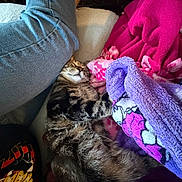 Sammy Davis Jr. joined the competition — help win amazing prizes! cat, tabby, sleeping, blanket, jeans, leg, indoor, cozy, furry, resting, pink, purple, soft, pet, comfort, relaxed, fur, mammal, domestic_animal, nap