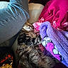 cat, tabby, sleeping, blanket, jeans, leg, indoor, cozy, furry, resting, pink, purple, soft, pet, comfort, relaxed, fur, mammal, domestic_animal, nap