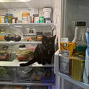 Luna joined the competition — help win amazing prizes! cat, black_cat, refrigerator, food, avocado, jars, containers, shelf, indoor, pet, curious, domestic_animal, kitchen, open_fridge, glass_container, plastic_container, bottle, fruit, vegetables, lighting