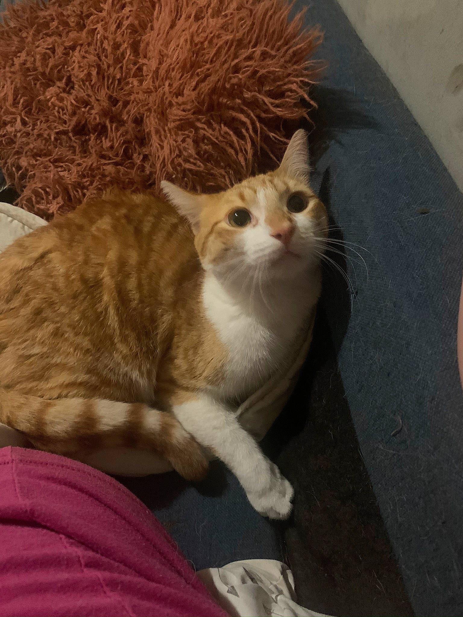 Basil is registered to the contest to win money with this photo: carnivore, cat, comfort, domestic_short_haired_cat, eye, fawn, felidae, fur, grey, paw, sitting, small_to_medium_sized_cats, snout, tail, tree, whiskers, wood