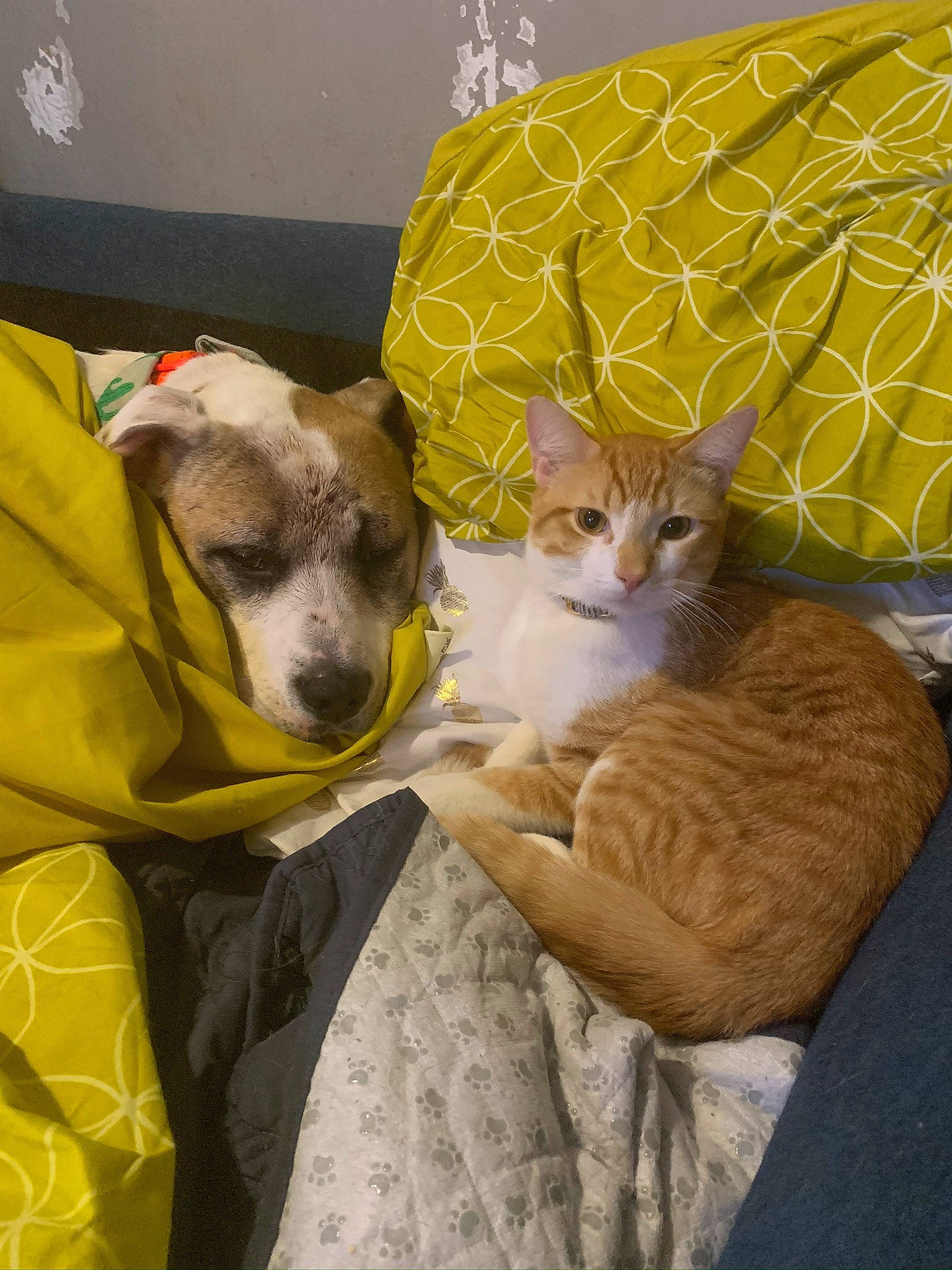 Basil joined the competition — help win amazing prizes! canidae, carnivore, cat, cat_supply, comfort, companion_dog, couch, domestic_short_haired_cat, fawn, felidae, fur, linens, mammal, nap, paw, pet_supply, remote_control, small_to_medium_sized_cats, tail, whiskers