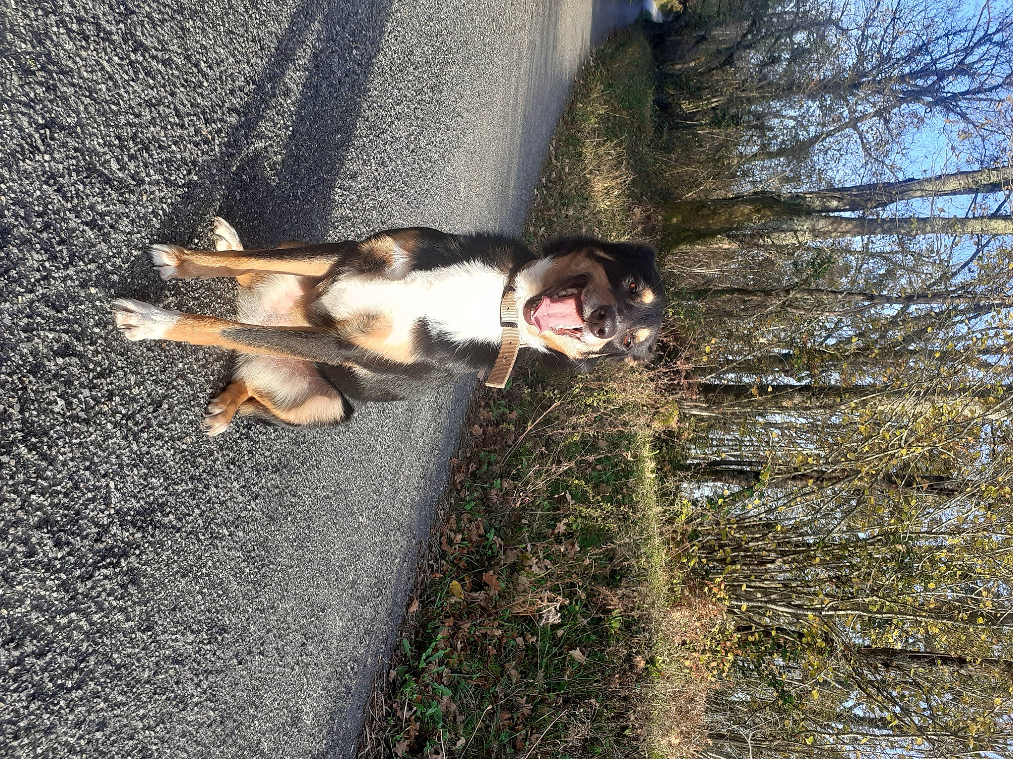 Naya a rejoint le concours — aidez-le/la à gagner de superbes lots ! asphalt, carnivore, companion_dog, dog, dog_breed, fawn, felidae, grass, paw, people_in_nature, plant, road_surface, shadow, sky, snout, sporting_group, tail, tints_and_shades, tree, wood