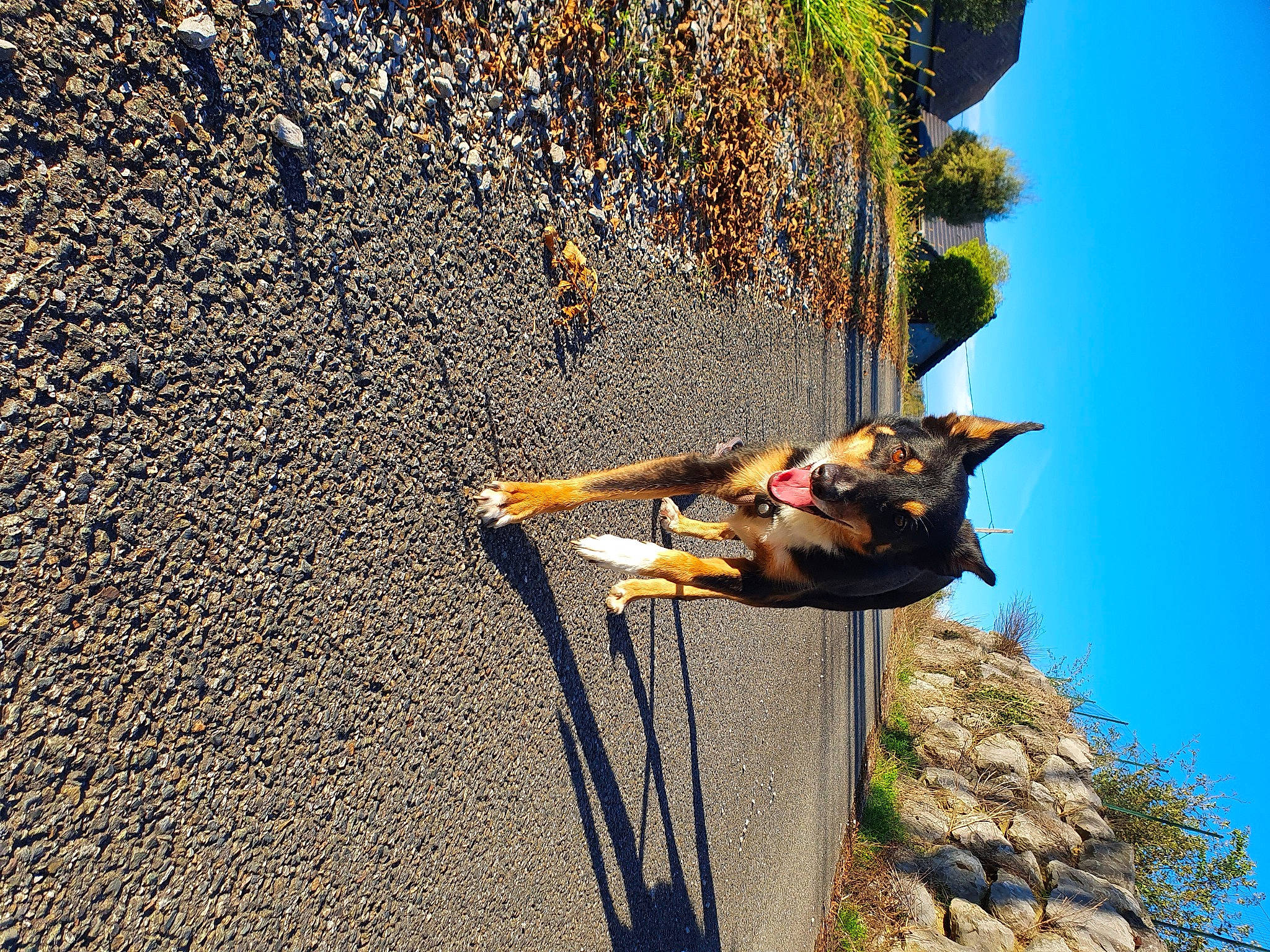 Naya a rejoint le concours — aidez-le/la à gagner de superbes lots ! asphalt, bedrock, carnivore, climbing, extreme_sport, grass, landscape, leisure, plant, recreation, road_surface, rock, rock_climbing_equipment, rope, sky, soil, sport_climbing, tree, trunk, wood