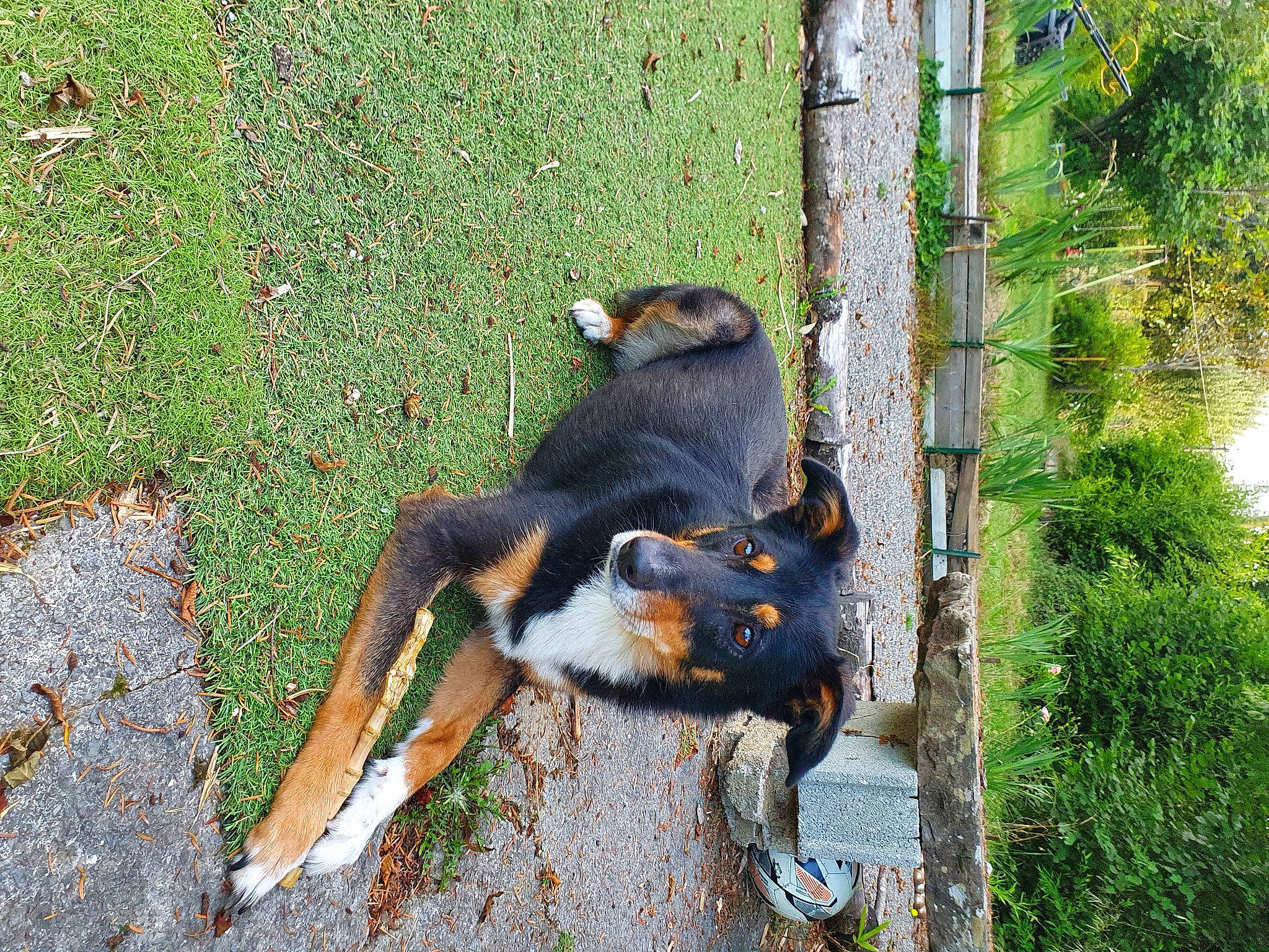 Naya a rejoint le concours — aidez-le/la à gagner de superbes lots ! black_and_tan_coonhound, botany, canidae, carnivore, claw, dog, dog_breed, fawn, grass, groundcover, hunting_dog, landscape, plant, snout, sporting_group, tail, terrestrial_animal, trunk, wildlife, working_dog