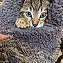 kitten, tabby, cat, paw, blanket, cozy, fur, cute, pet, animal, indoor, soft, texture, closeup, face, whiskers, curious, gray, sleepy, comfort