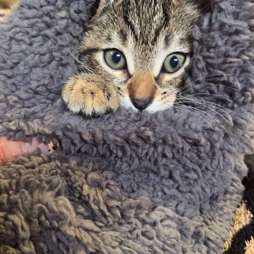 Gizmo is registered to the contest to win money with this photo: animal, blanket, cat, closeup, comfort, cozy, curious, cute, face, fur, gray, indoor, kitten, paw, pet, sleepy, soft, tabby, texture, whiskers