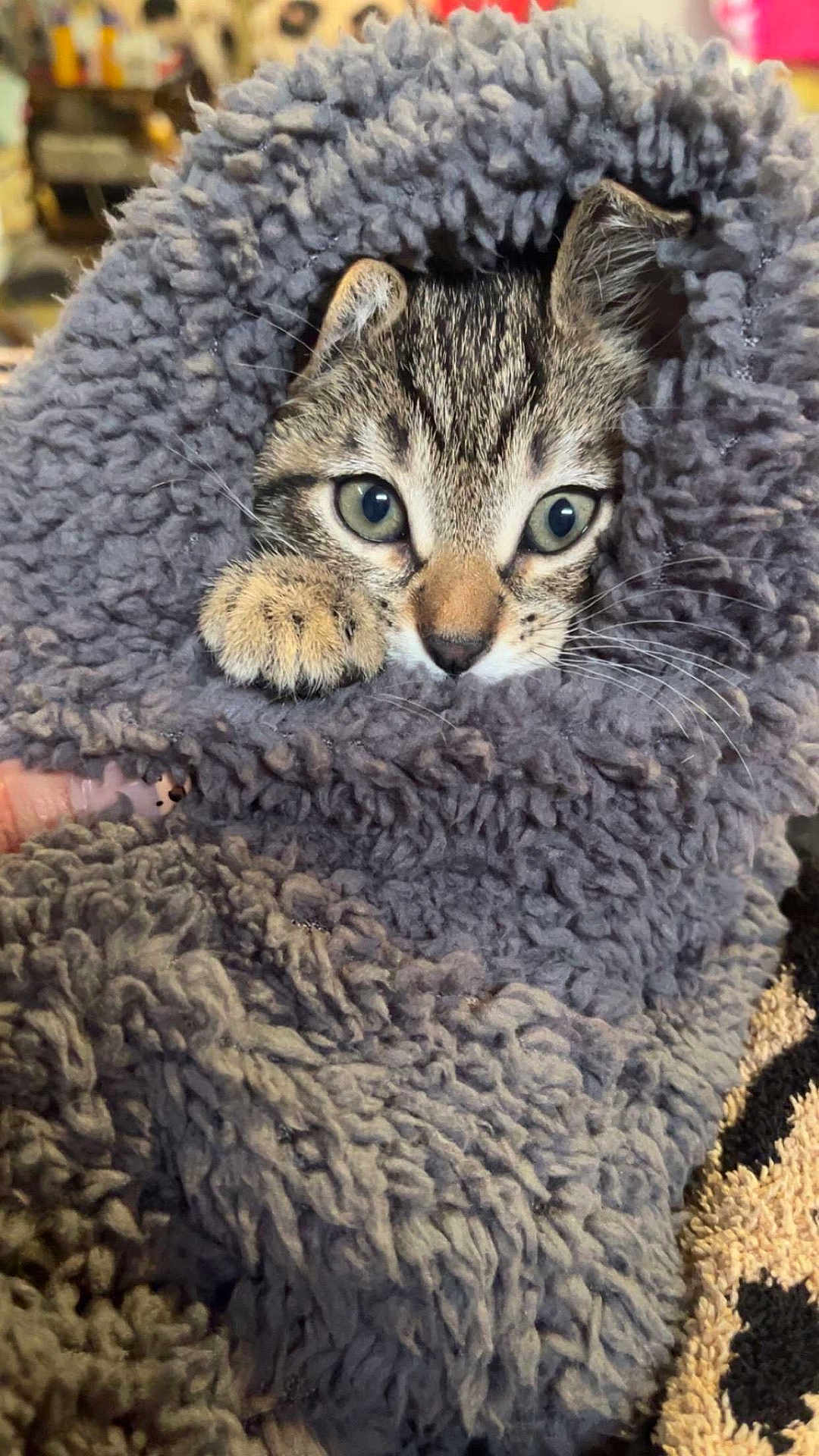 Gizmo