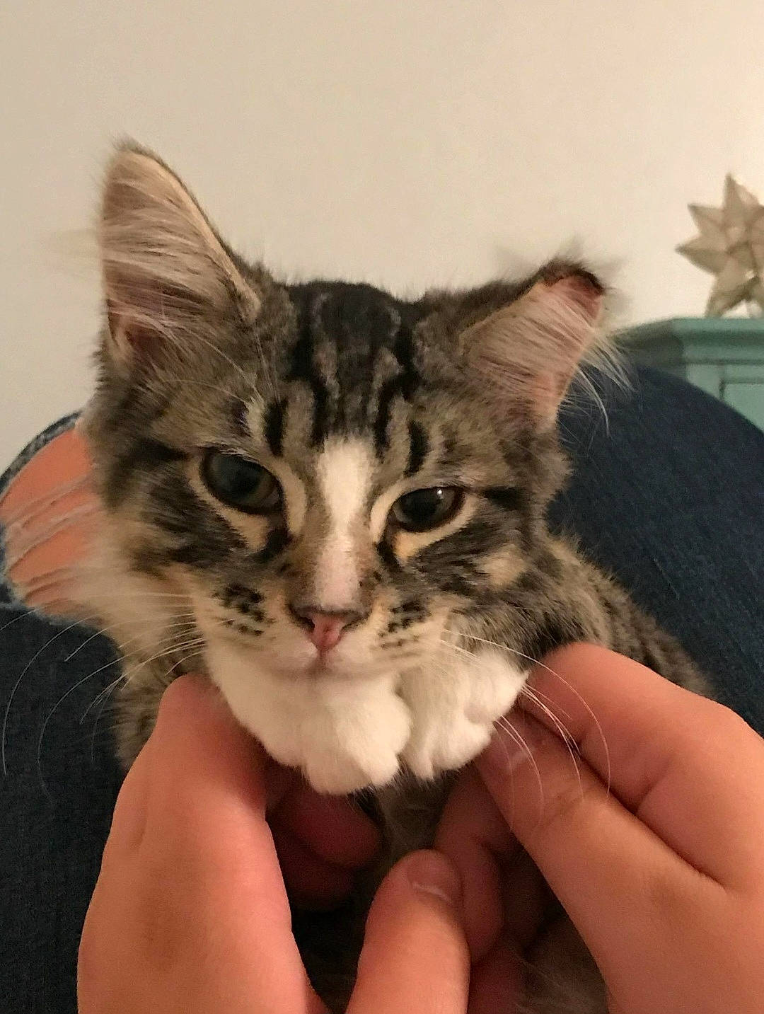 Ove is registered to the contest to win money with this photo: art, carnivore, cat, claw, comfort, domestic_short_haired_cat, felidae, fur, gesture, hand, nail, paw, small_to_medium_sized_cats, snout, terrestrial_animal, thumb, whiskers