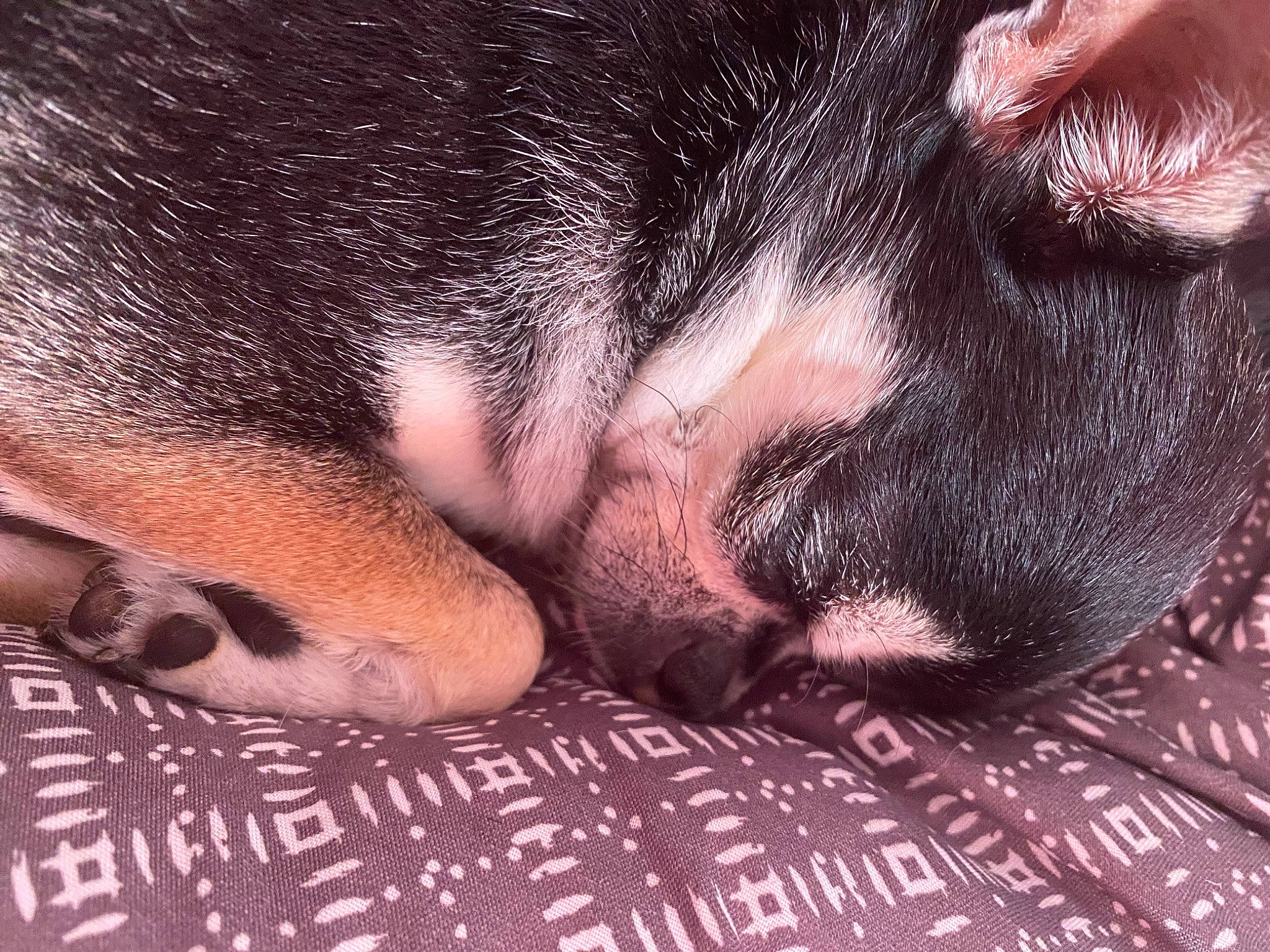 Lily participe au concours pour gagner de l'argent avec cette photo : canidae, carnivore, claw, close_up, cloud, comfort, companion_dog, dog, dog_breed, eye, fawn, felidae, foot, fur, leg, paw, small_to_medium_sized_cats, snout, sporting_group, whiskers