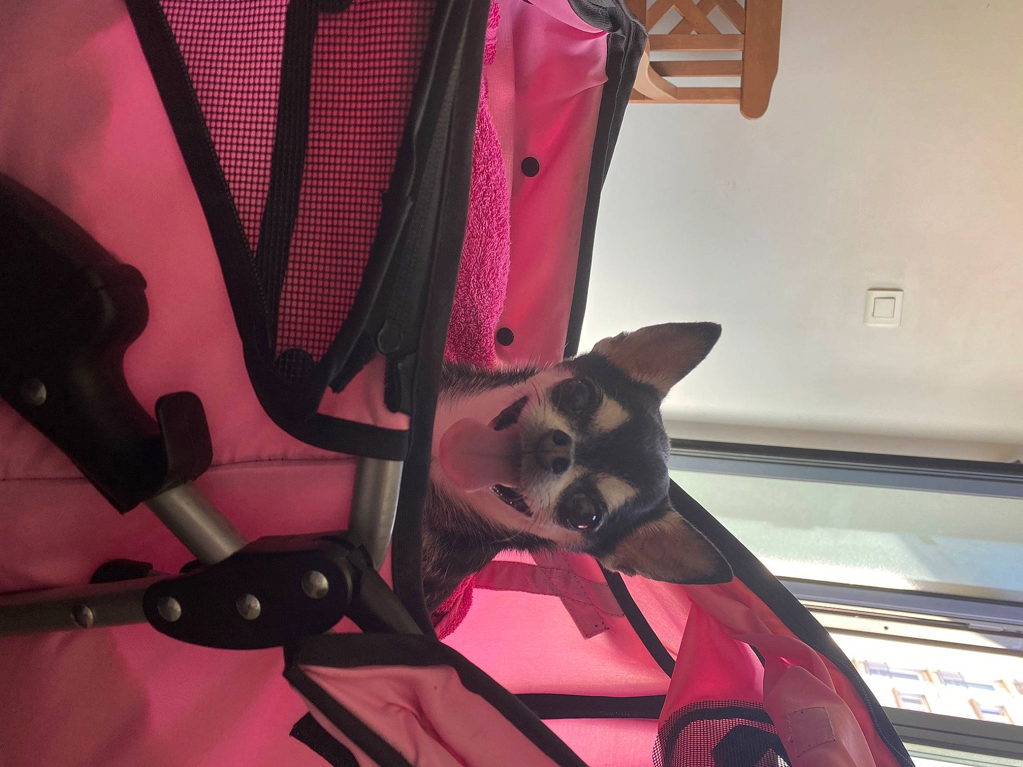 Lily participe au concours pour gagner de l'argent avec cette photo : bag, canidae, carmine, carnivore, chair, companion_dog, dog, dog_breed, dog_supply, fashion_accessory, fawn, luggage_and_bags, magenta, music, musical_instrument_accessory, pattern, pet_supply, red, rim, room
