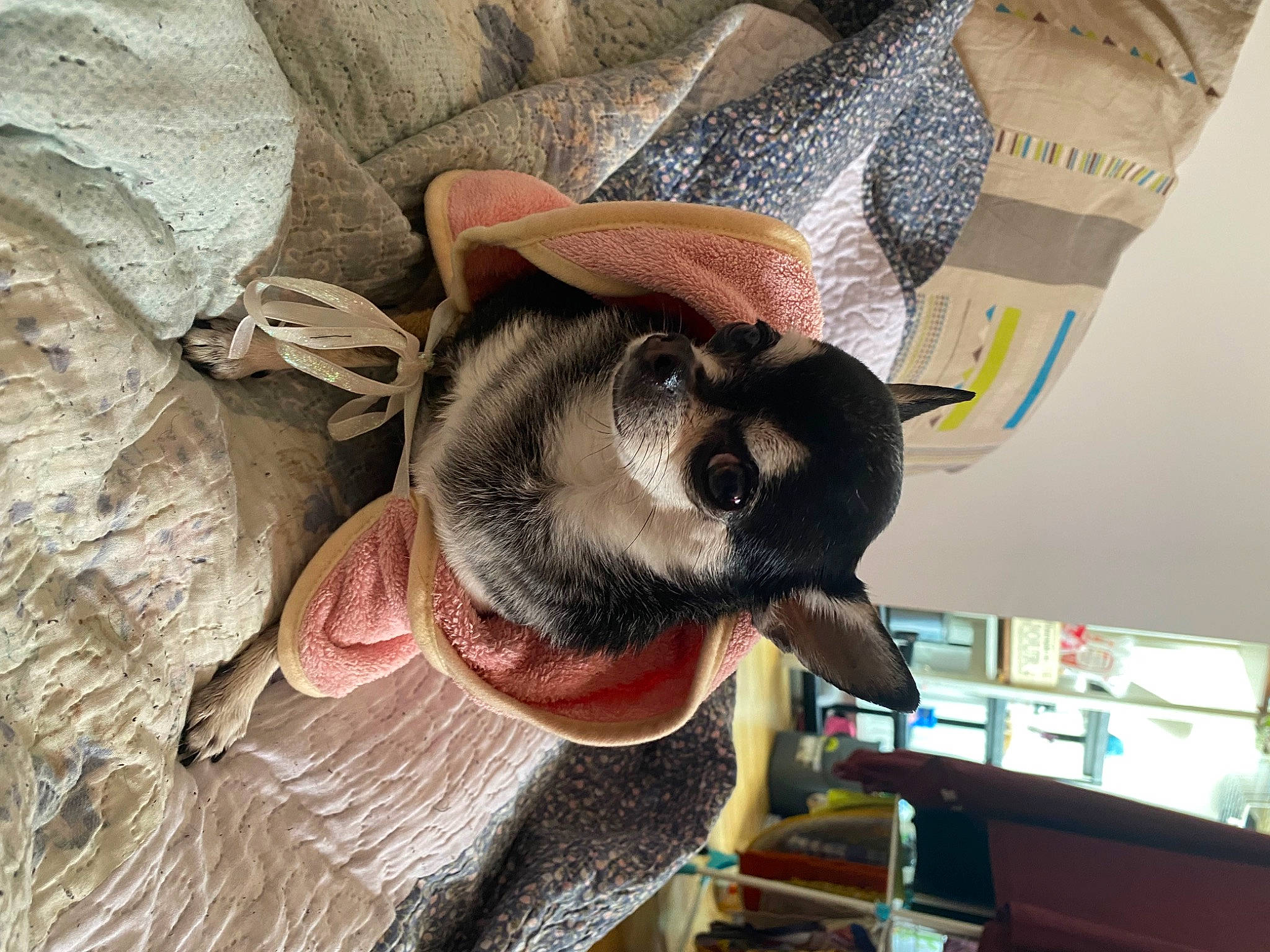 Lily a rejoint le concours — aidez-le/la à gagner de superbes lots ! canidae, carnivore, collar, comfort, companion_dog, dog, dog_breed, ear, eyewear, fawn, fur, snout, sporting_group, sunglasses, working_animal