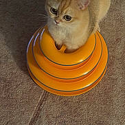 Skye joined the competition — help win amazing prizes! cat, pet, orange, toy, carpet, curious, fluffy, indoor, playful, feline, cute, animal, looking_up, round, domestic, whiskers, ears, paws, fur, small