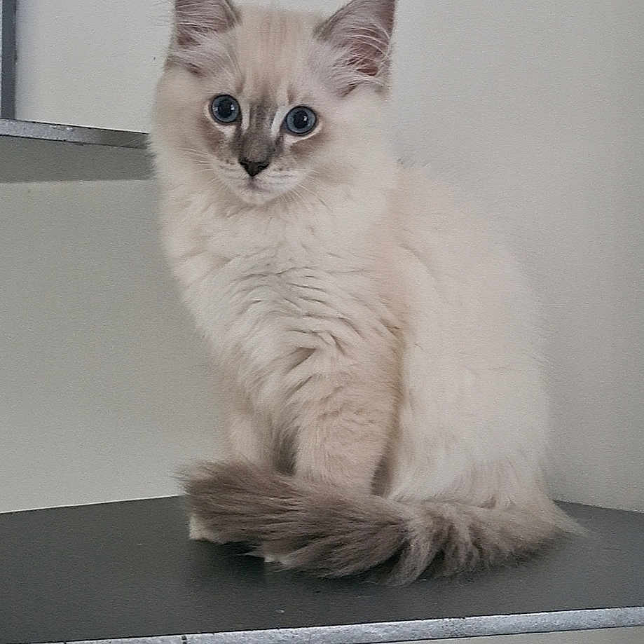 Tala