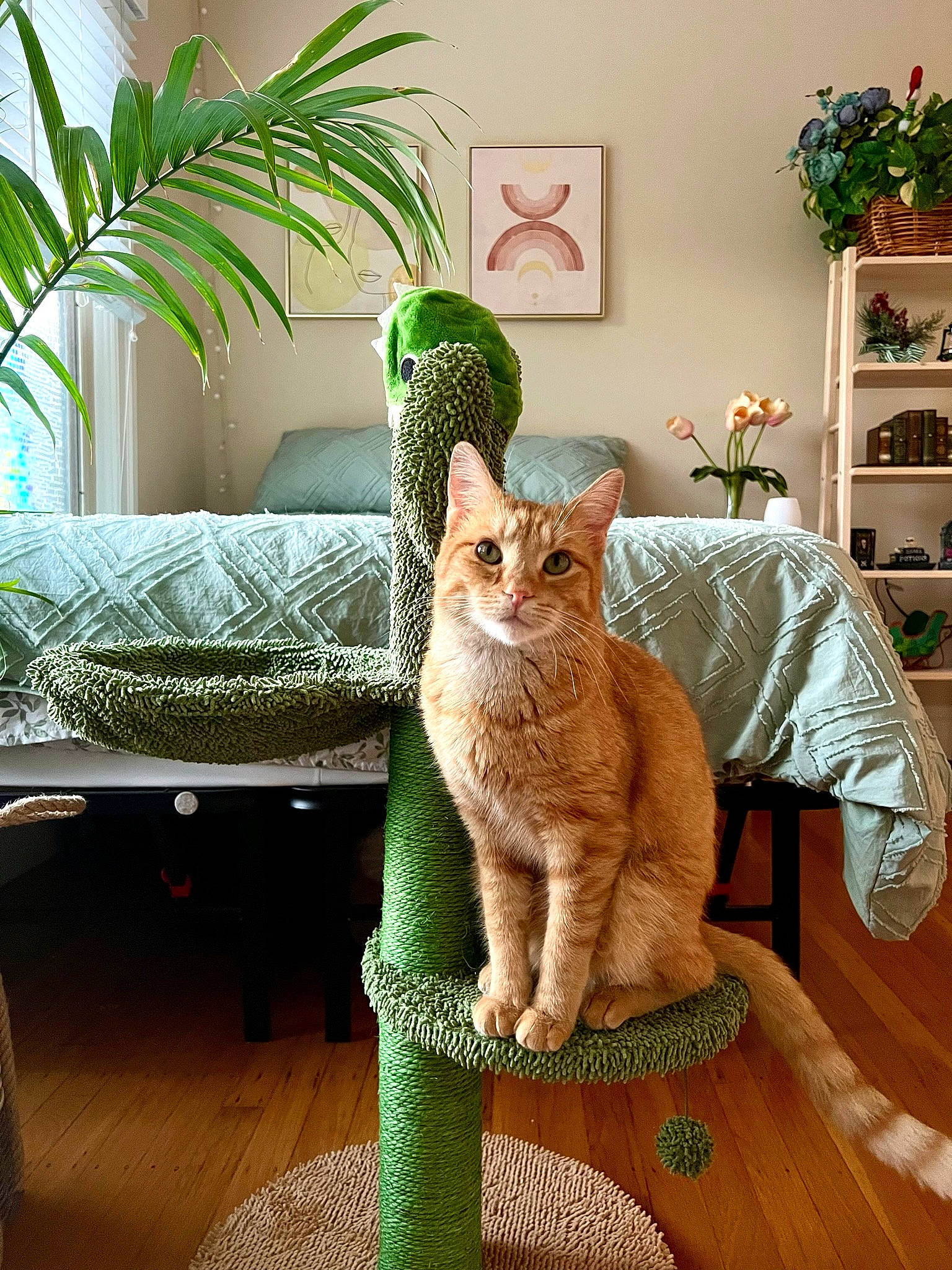Bones joined the competition — help win amazing prizes! carnivore, cat, comfort, fawn, felidae, flooring, flowerpot, furniture, houseplant, interior_design, pet_supply, plant, shelf, small_to_medium_sized_cats, tail, terrestrial_plant, tire, wheel, whiskers, wood