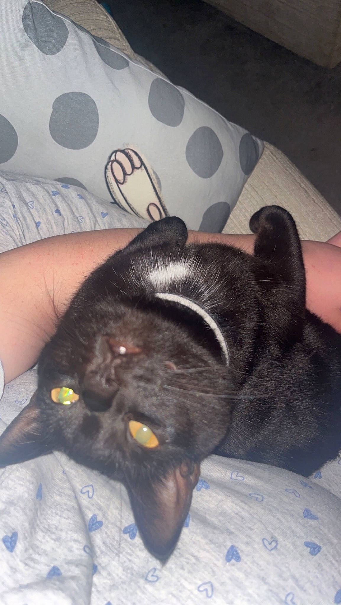 Daisy is registered to the contest to win money with this photo: carnivore, cat, claw, comfort, companion_dog, dog_breed, domestic_short_haired_cat, ear, eye, felidae, fur, gesture, liver, nail, paw, small_to_medium_sized_cats, snout, tail, terrestrial_animal, whiskers