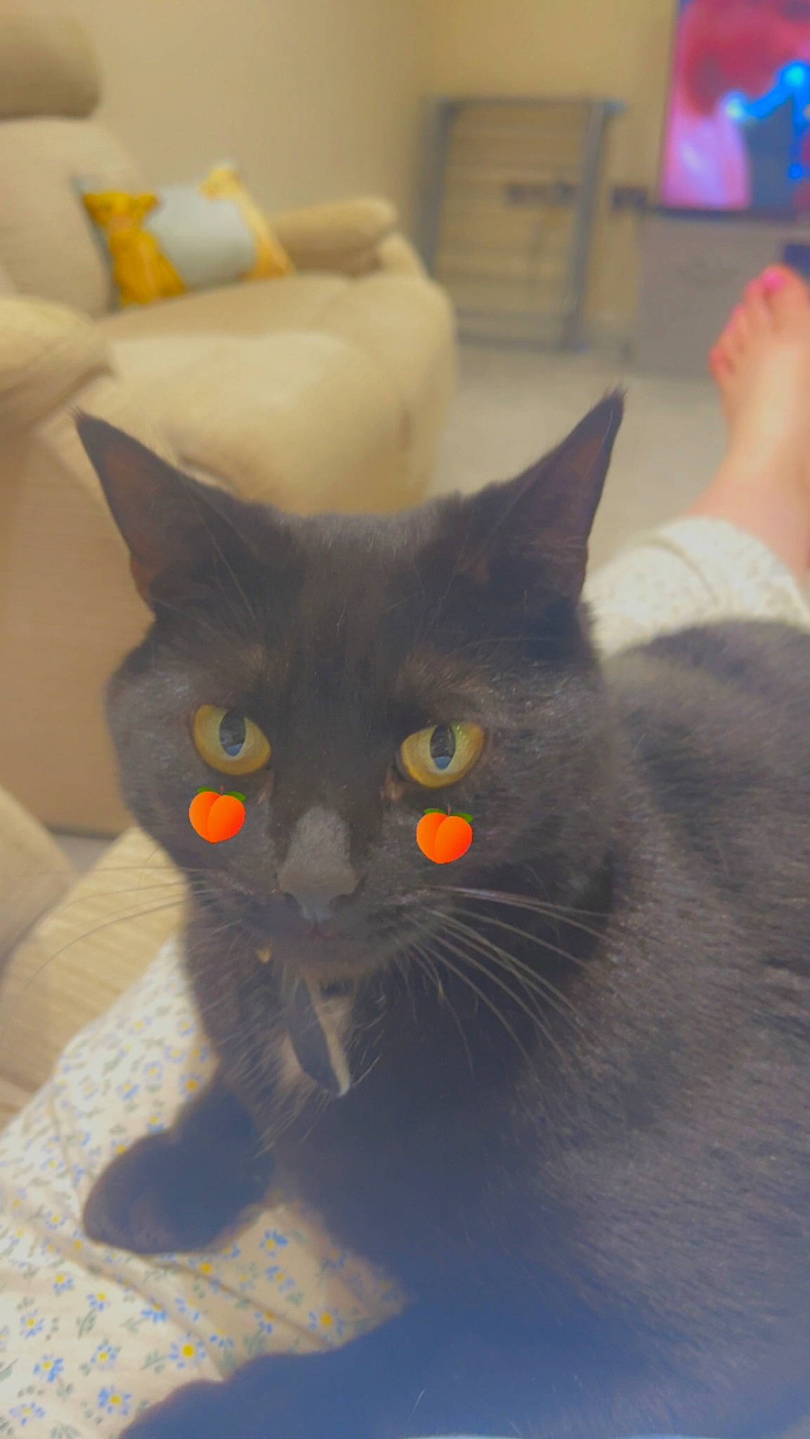 Daisy joined the competition — help win amazing prizes! black_cat, carnivore, cat, comfort, domestic_short_haired_cat, eye, felidae, fur, grey, small_to_medium_sized_cats, snout, tail, whiskers