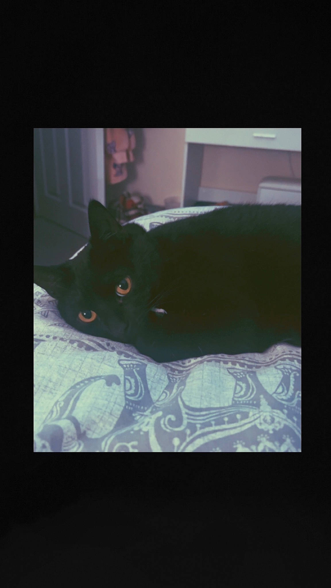 Daisy is registered to the contest to win money with this photo: bedding, black_cat, carnivore, cat, comfort, darkness, felidae, flooring, font, fur, linens, magenta, pattern, room, small_to_medium_sized_cats, square, tail, tints_and_shades, visual_arts, whiskers