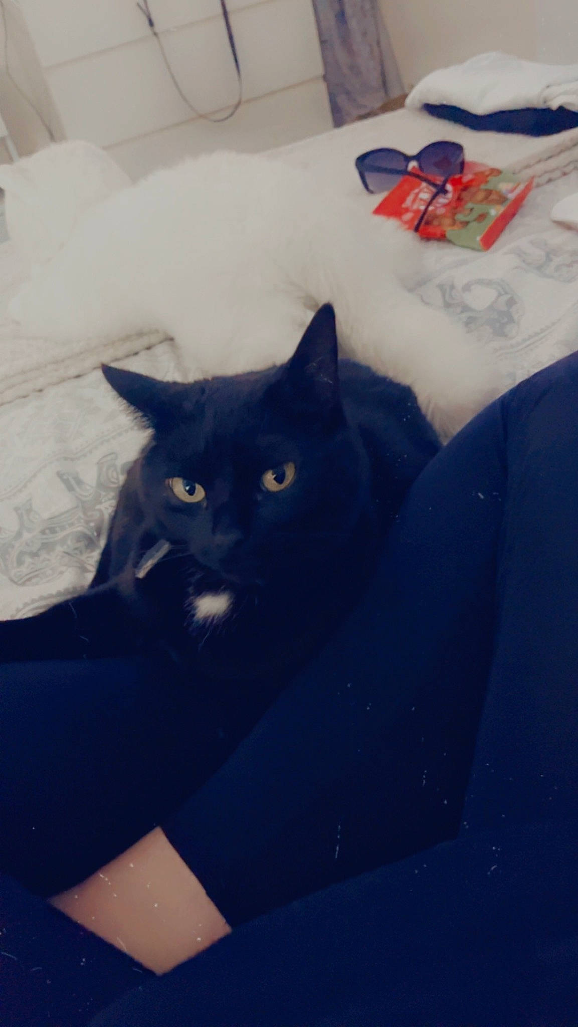 Daisy is registered to the contest to win money with this photo: bed, bedding, black_cat, carnivore, cat, comfort, domestic_short_haired_cat, electric_blue, felidae, fur, grey, linens, pillow, room, small_to_medium_sized_cats, square, tail, whiskers