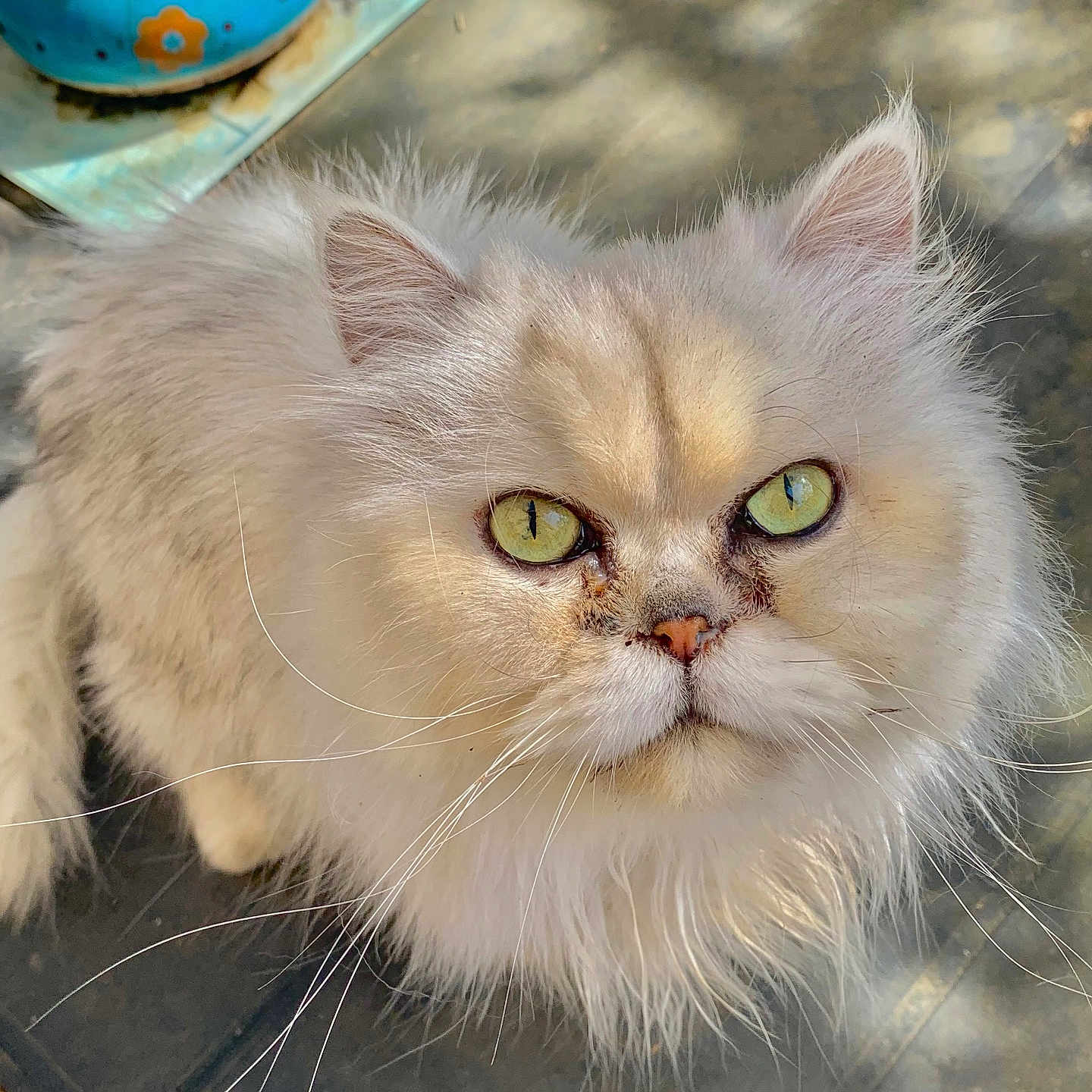 Hyrule a rejoint le concours — aidez-le/la à gagner de superbes lots ! abyssinian, angora, animal, bowl, cat, cookware, food, grass, indoors, jar, kitten, manx, pet, plant, pot, pottedplant, pottery, siamese, tape, wood