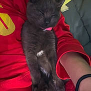 Ziggy joined the competition — help win amazing prizes! cat, kitten, black_cat, sleeping, pet, animal, feline, white_patch, red_shirt, person, arm, bracelet, cushion, blanket, indoor, portrait, relaxed, cute, close_up, nap