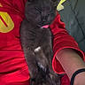 cat, kitten, black_cat, sleeping, pet, animal, feline, white_patch, red_shirt, person, arm, bracelet, cushion, blanket, indoor, portrait, relaxed, cute, close_up, nap