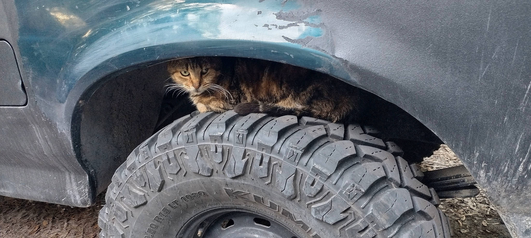 Apple joined the competition — help win amazing prizes! alloy_wheel, auto_part, automotive_design, automotive_exterior, automotive_lighting, automotive_tire, car, carnivore, cat, felidae, fender, motor_vehicle, rim, synthetic_rubber, tints_and_shades, tire, tire_care, tread, vehicle, wheel