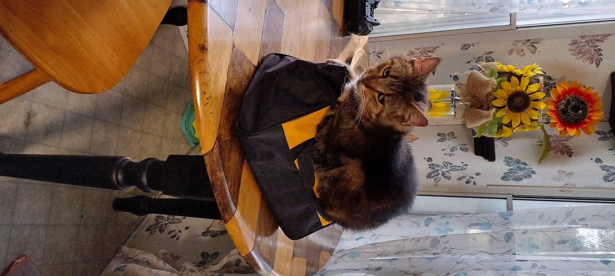 Apple is registered to the contest to win money with this photo: carnivore, cat, collar, domestic_short_haired_cat, fashion_accessory, fawn, felidae, flooring, flower, flowerpot, fur, houseplant, plant, small_to_medium_sized_cats, stuffed_toy, tail, toy, whiskers, window, wood