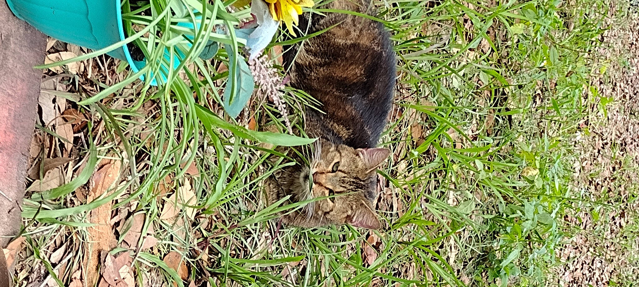 Apple is registered to the contest to win money with this photo: bombay, carnivore, cat, domestic_short_haired_cat, felidae, fur, grass, grass_family, groundcover, plant, small_to_medium_sized_cats, soil, tail, terrestrial_animal, terrestrial_plant, trunk, twig, whiskers, wildlife, wood