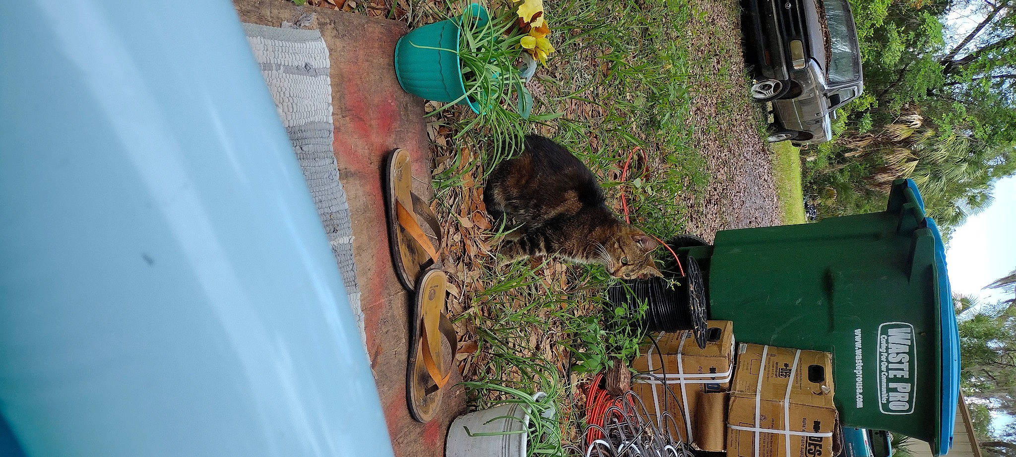 Apple joined the competition — help win amazing prizes! automotive_tire, chair, fender, flowerpot, grass, green, herb, houseplant, landscape, motor_vehicle, plant, soil, tire, tree, trunk, twig, vehicle, wheel, window, wood